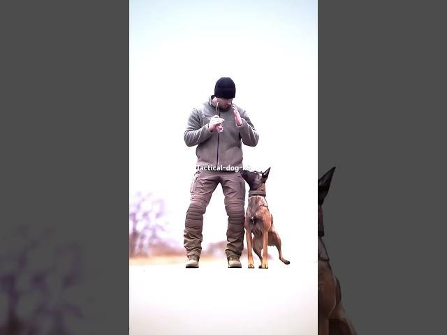 #tacticalshooter #dog #dogs #k9 #foryou #usa #tacticalk9 #shortsvideo #shortvideo #belgianmalinois