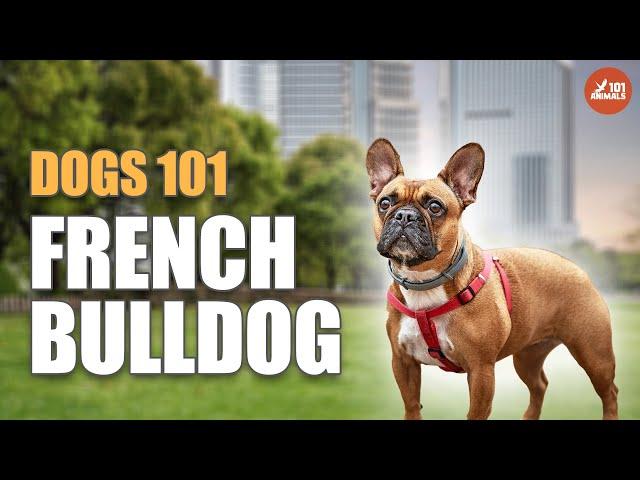 French Bulldog 101: The Charming Breed for Any Lifestyle