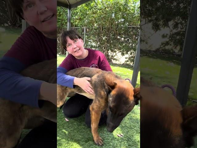 NEW A5700041 Donnie | Belgian Malinois (english)