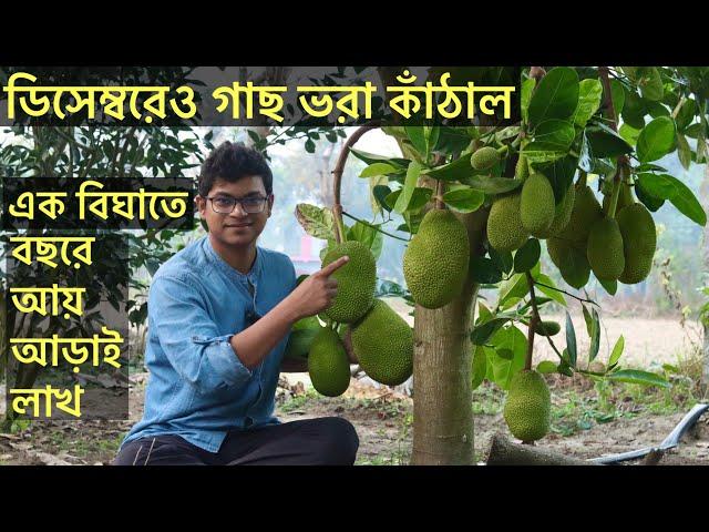 সব থেকে লাভজনক চাষ এটাই।  ডিসেম্বর মাসেও গাছ ভরা কাঁঠাল | Vietnam All-time Jackfruit Cultivation