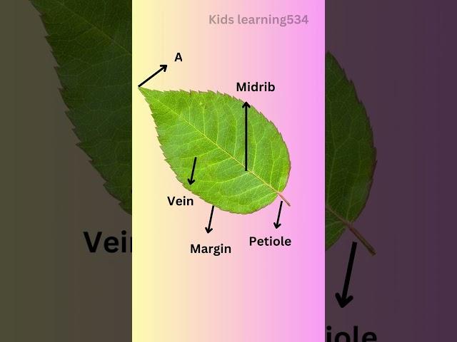 parts of a leaf|| Environmental Studies Grade 4#shorts #