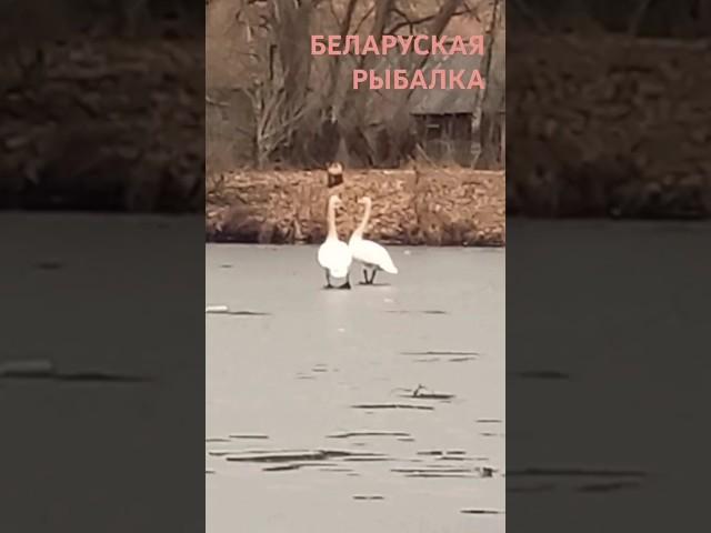 #fishing #nature #fish #fisherman #walleye #walleyefishing #fishingvideo #fishinglife #zander #perch