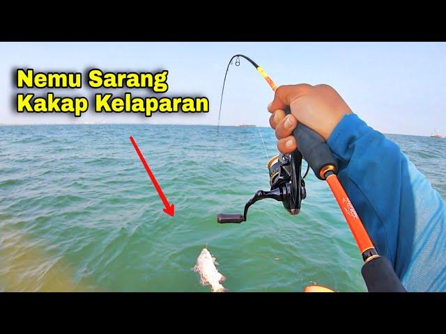 Edyaan...‼️Sampai Udang Mati Pun Dimakan Kakap Disini, Mancing Tepat Di Sarang Kakap Kelaparan