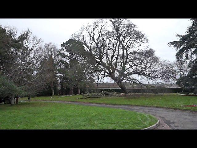 Huge turkey oak felled in The Dartington Hall Trust gardens