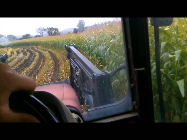 Chopping Corn in The Mud (Part 2)