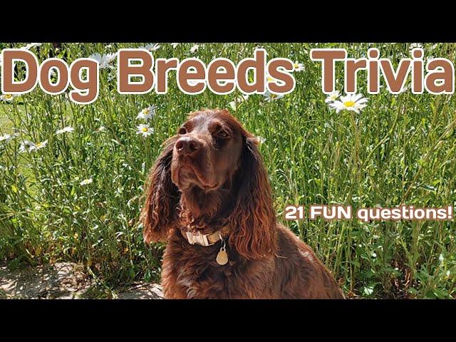 DOG BREED trivia quiz - 21 Question about Everyone's Favorite Pet!  {ROAD TRIpVIA- ep:538}