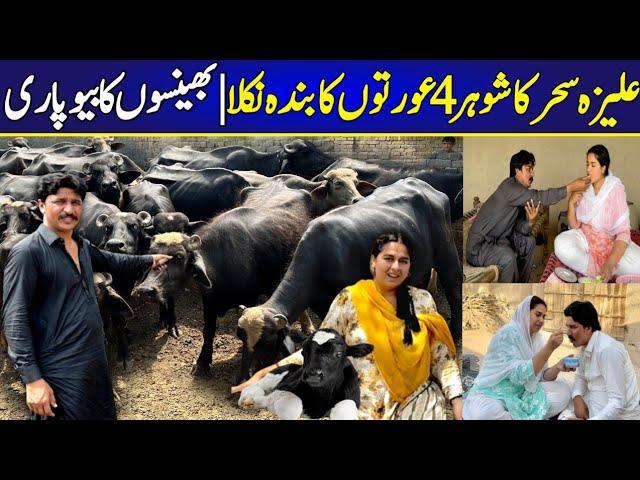 aliza sehar vlogs | dairy farming in pakistan | nili buffalo |farmology