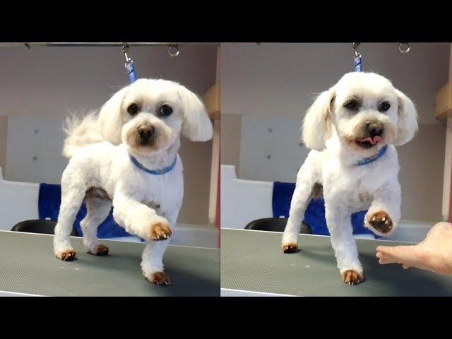 PetGroooming - Maltese Grooming