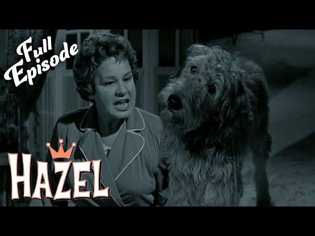 Hazel | Hazel's Dog Days | S1EP14 FULL EPISODE | Classic Tv Rewind