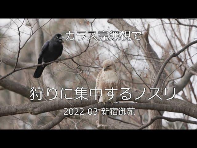 カラス完無視で狩りに集中するノスリ　2022.03 新宿御苑　4K