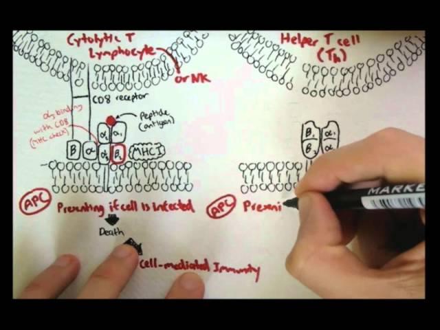 Immunology - Innate Immunity (MHC structure)