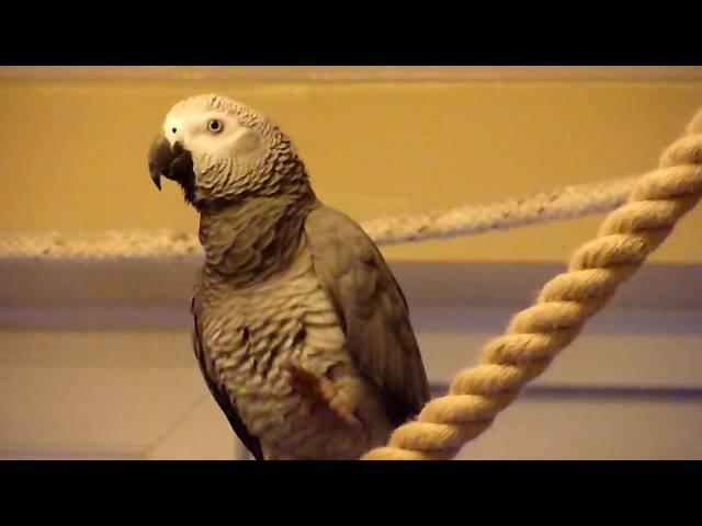 Mojo, African Grey parrot