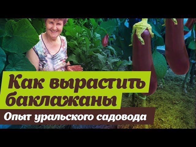 Как выращивать баклажаны