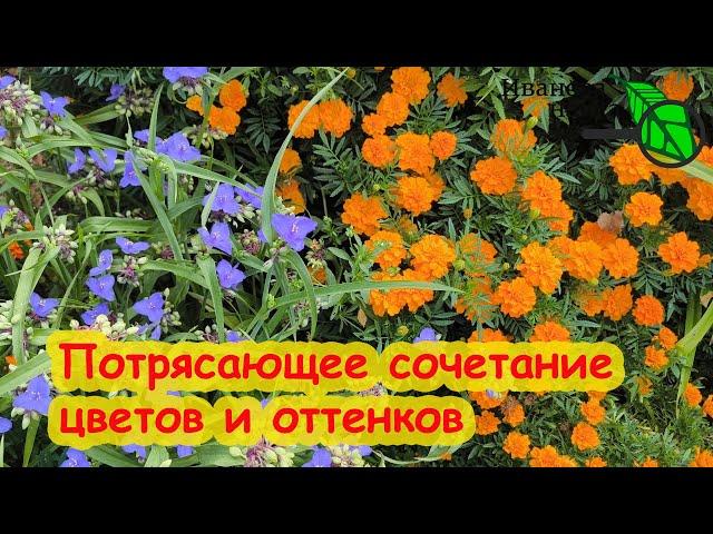 ЖЕЛТОЕ + СИНЕЕ. Самое яркое сочетание цветов в саду. Эффект потрясающий! Неприхотливые цветы.