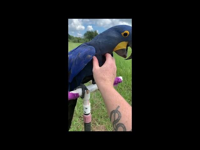 Hyacinth macaw free flight