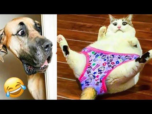 FUNNIEST Pets of 2024  | BEST Compilation