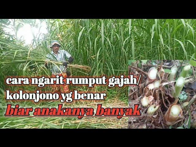 Cara Ngarit Rumput Gajah | Cara Tepat Ngarit Rumput Kolonjono Biar Anaknya Banyak