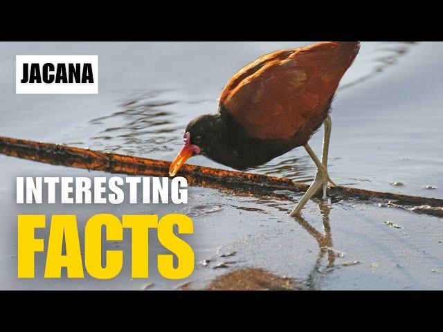 Exploring the Fascinating World of Jacana | Interesting Facts | The Beast World
