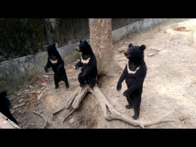 Cox's Bazar Dulahazra Safari Park