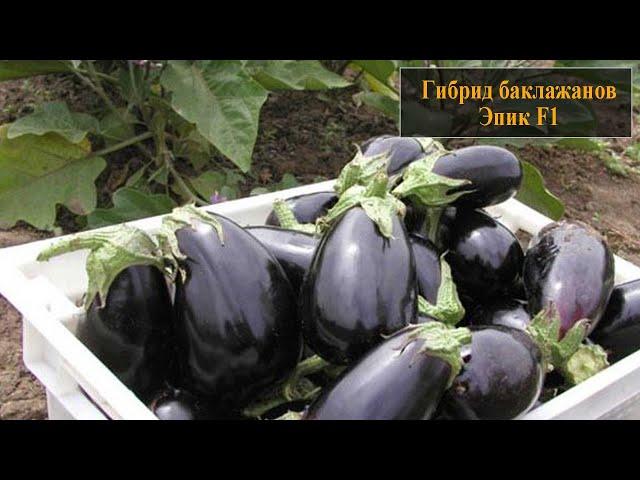 Гибрид баклажанов Эпик