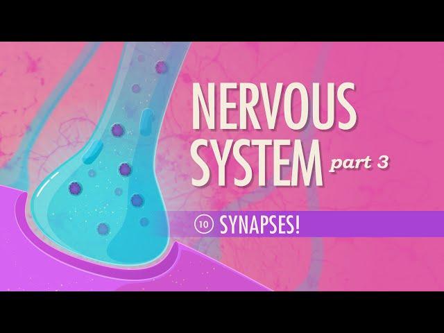 The Nervous System, Part 3 - Synapses!: Crash Course Anatomy & Physiology #10