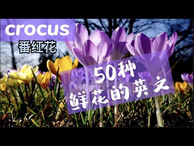 【英语】50种鲜花的英文名称/ 50 Flowers Names in English