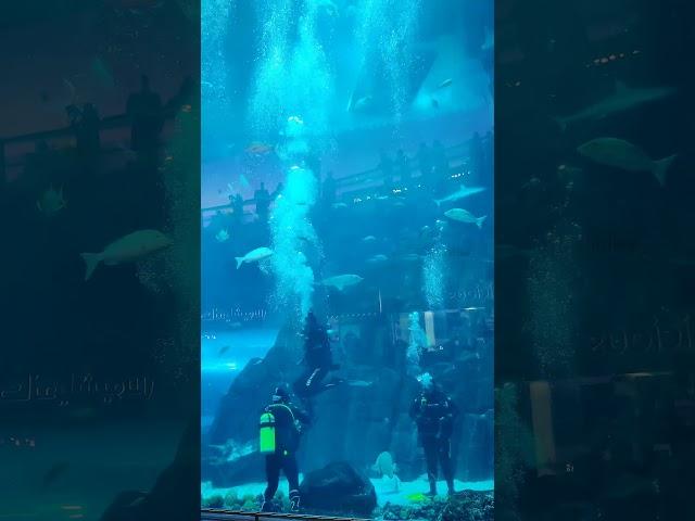 Dubai aquarium and underwater zoo #abhiiee_photography #dubaiaquarium #dubaimall #scubadiving #love