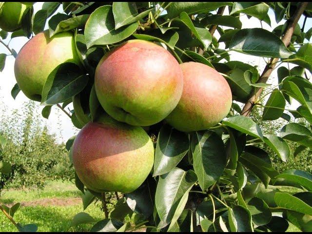 КУПАЛА ГРУША ЛЕТНЯЯ (БЕЛАРУСЬ) // PEAR SUMMER KUPALA