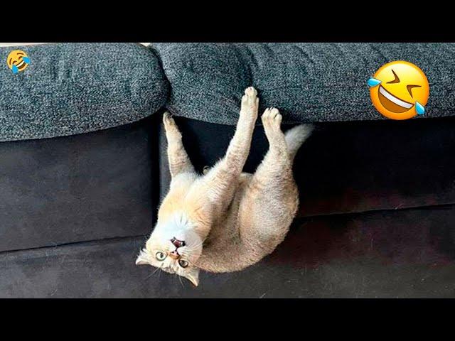 Funny Cats and Dogs Videos Clips  Try Not to Laugh 