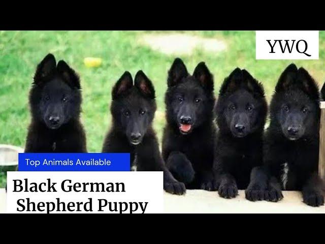 Solid black German Shepherd puppy for sale  Black German shepherd price in Pakistan