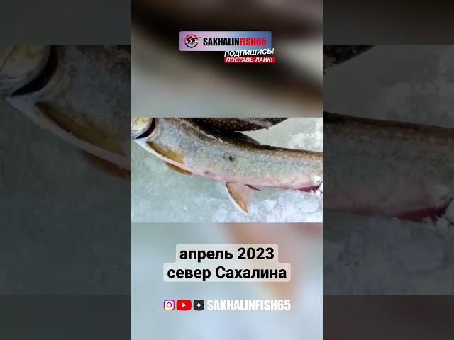 @sakhalinfish65 #сахалин #рыбалка #fishing