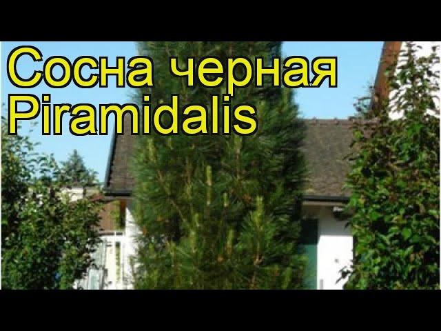 Сосна черная Пирамидалис. Краткий обзор, описание характеристик, где купить pinus nigra Piramidalis