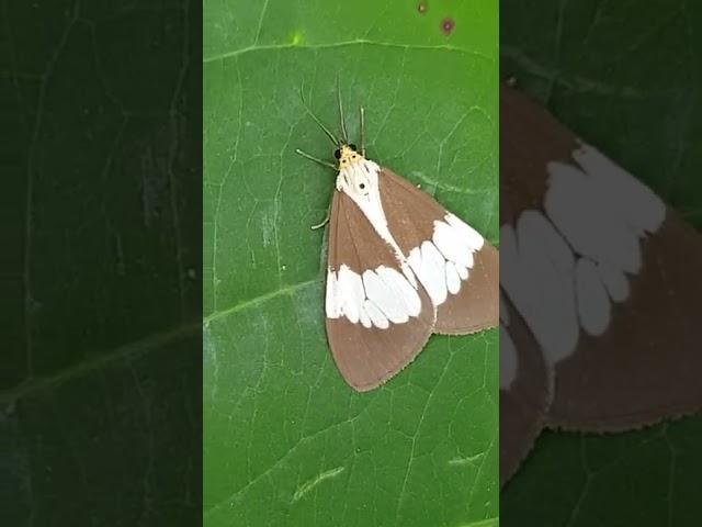 Nyctemera tiger moth tiny creature