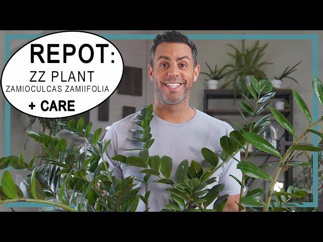 Repotting *2* ZZ Plants (Zamioculcas Zamiifolia)! ZZ Plant Care, Soil, How Often to Water + More!