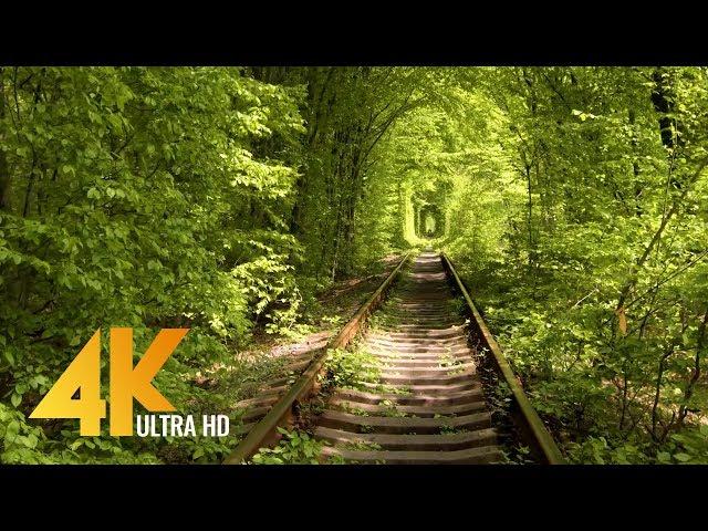 Walking Through the Tunnel of Love in Klevan, Ukraine - [4K] Virtual Walk with Birds Singing