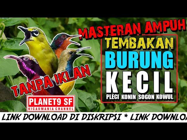 SUARA BURUNG KECIL FULL TEMBAKAN || COCOK UNTUK PEMASTERAN BURUNG JUARA ANDA || SUARA JERNIH PEDAS