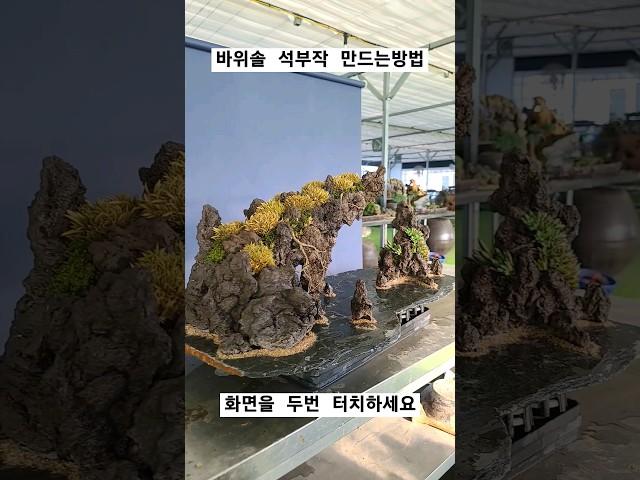 전북완주 김병선님 석부작 수강작품 #용설 #바위솔농원