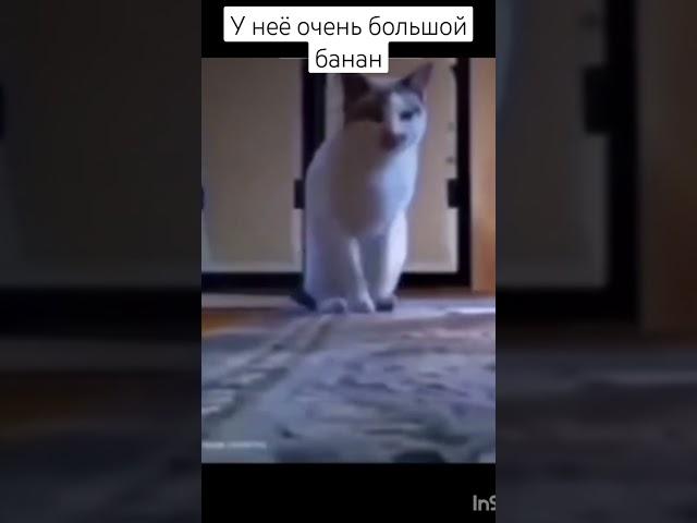 #tiktok #мем у неё очень большой банан она хочет вам Эво паказать!