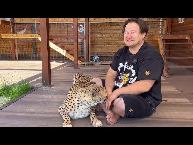 Cheetah Gerda and a strange man. How did affectionate Gerda meet Dima from Tiger House?