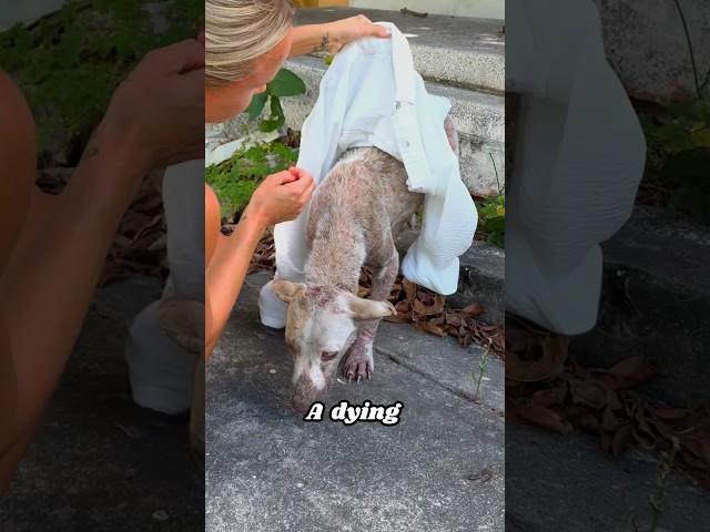 This Dying Puppy Has a Big Surprise