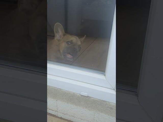 мы не знаем, что это такое )) #мысли #смешноевидео #funny  #dog #смешныеживотные #юмор #luxury