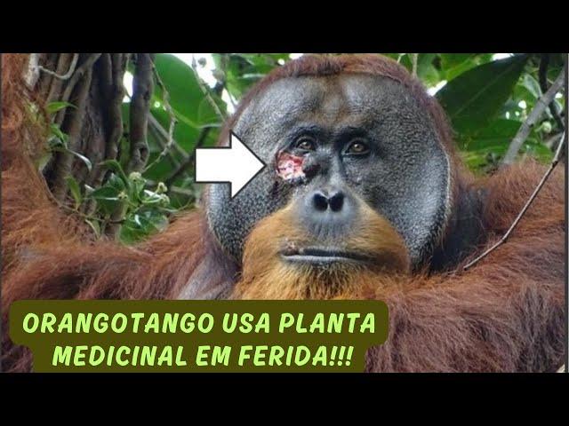 ORANGOTANGO FAZ REMÉDIO PARA O SEU MACHUCADO! UM ANIMAL SELVAGEM UTILIZANDO PLANTA MEDICINAL!!!