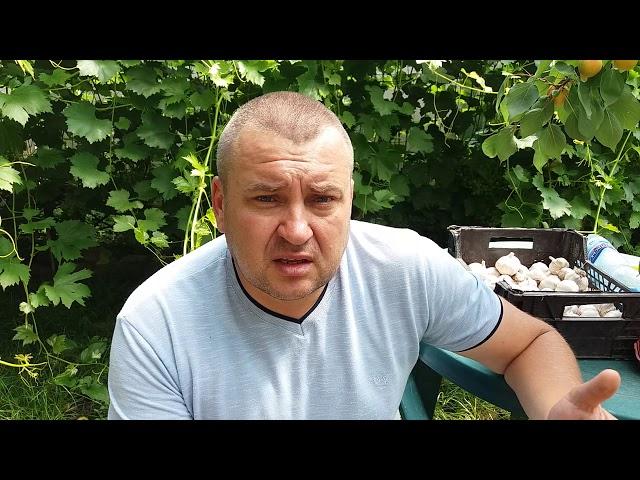 Только важная информация! Покупка и продажа чеснока. Выбор сортов и видов посадочного материала.