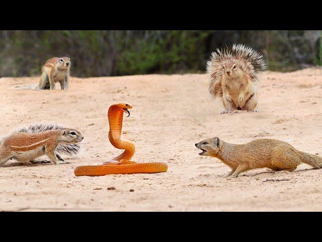 1 COBRA VERSUS 7 SQUIRRELS AND A MONGOOSE