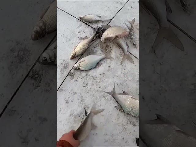 хапуга показала себя в деле #fishing #fish #ловим #carpfishing #рыбалка