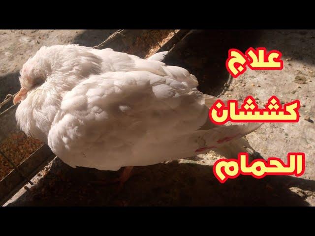 علاج كششان الحمام واسباب انتفاش الريش