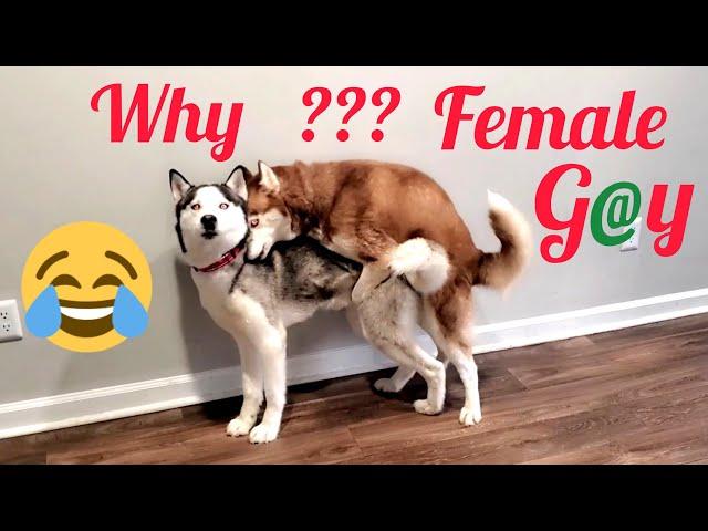 What   A Fixed Red Female Siberian husky !!  You couldn't believe it  but not FUN      