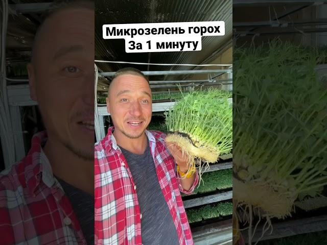Бизнес идея Микрозелень горох за 1 минуту Зелёный Шеф