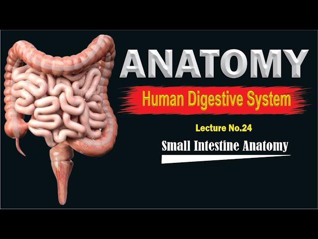 Small intestine anatomy | anatomy of small intestine | Simplified | Top lesson4u