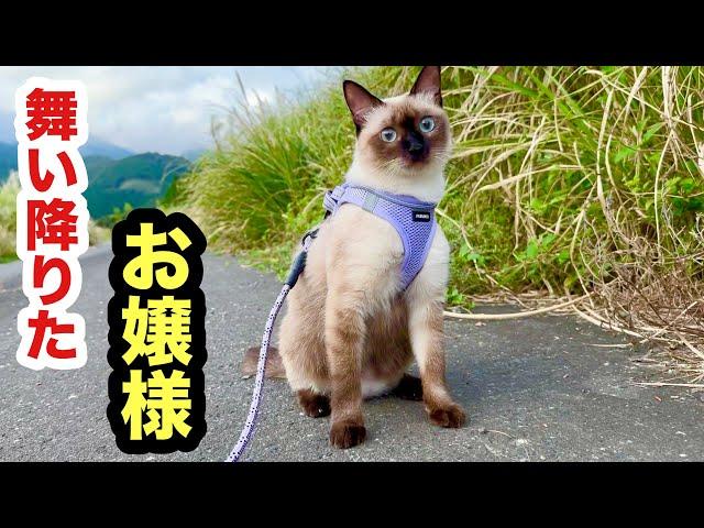 初めて地面を歩いた猫はまるでお嬢様でした